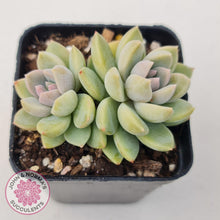 Load image into Gallery viewer, Echeveria Estrella - John &amp; Norma&#39;s Succulents
