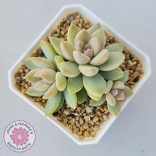 Load image into Gallery viewer, Echeveria Estrella - John &amp; Norma&#39;s Succulents
