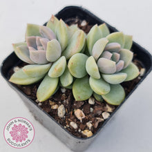 Load image into Gallery viewer, Echeveria Estrella - John &amp; Norma&#39;s Succulents
