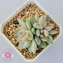 Load image into Gallery viewer, Echeveria Estrella - John &amp; Norma&#39;s Succulents
