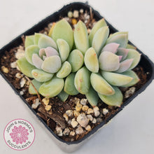 Load image into Gallery viewer, Echeveria Estrella - John &amp; Norma&#39;s Succulents
