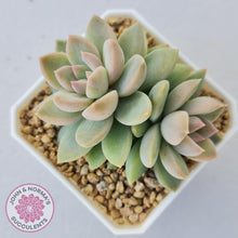 Load image into Gallery viewer, Echeveria Estrella - John &amp; Norma&#39;s Succulents
