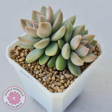 Load image into Gallery viewer, Echeveria Estrella - John &amp; Norma&#39;s Succulents
