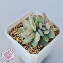 Load image into Gallery viewer, Echeveria Estrella - John &amp; Norma&#39;s Succulents
