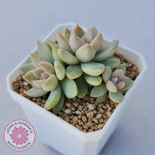 Load image into Gallery viewer, Echeveria Estrella - John &amp; Norma&#39;s Succulents
