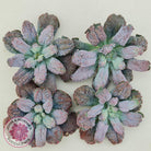 Echeveria Etna - Large Cutting