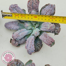 Load image into Gallery viewer, Echeveria Etna - Large Cutting - John &amp; Norma&#39;s Succulents Australia
