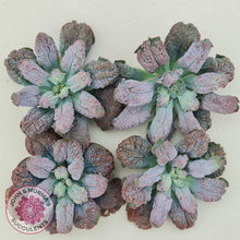 Load image into Gallery viewer, Echeveria Etna - Large Cutting - John &amp; Norma&#39;s Succulents Australia
