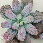 Echeveria Etna - Large Cutting
