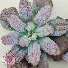 Load image into Gallery viewer, Echeveria Etna - Large Cutting - John &amp; Norma&#39;s Succulents Australia
