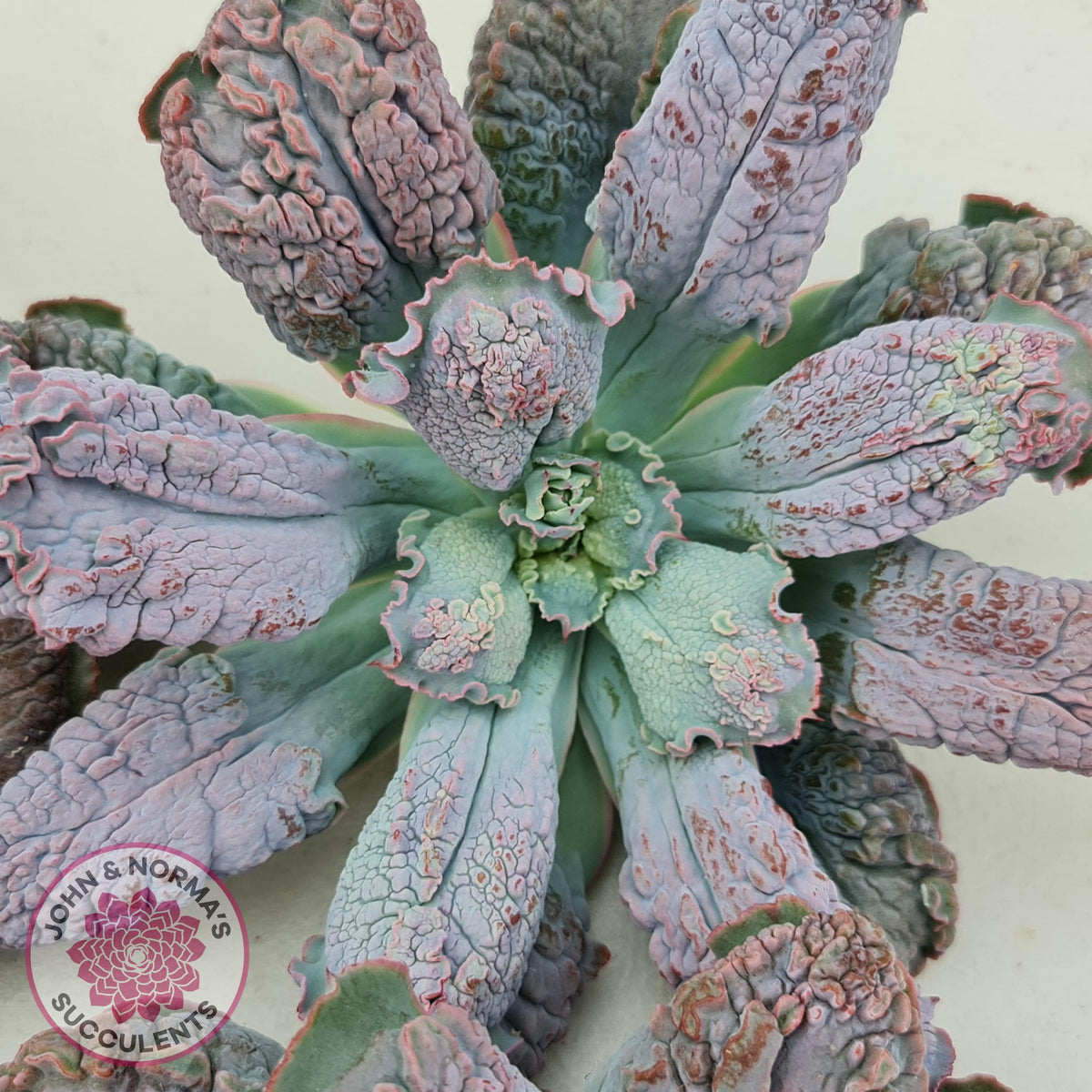 Echeveria Etna - Large Cutting