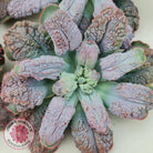 Echeveria Etna - Large Cutting