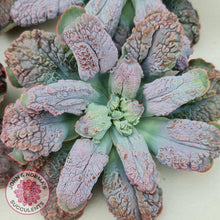 Load image into Gallery viewer, Echeveria Etna - Large Cutting - John &amp; Norma&#39;s Succulents Australia
