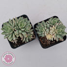 Echeveria Green Emerald variegata