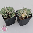 Echeveria Green Emerald variegata