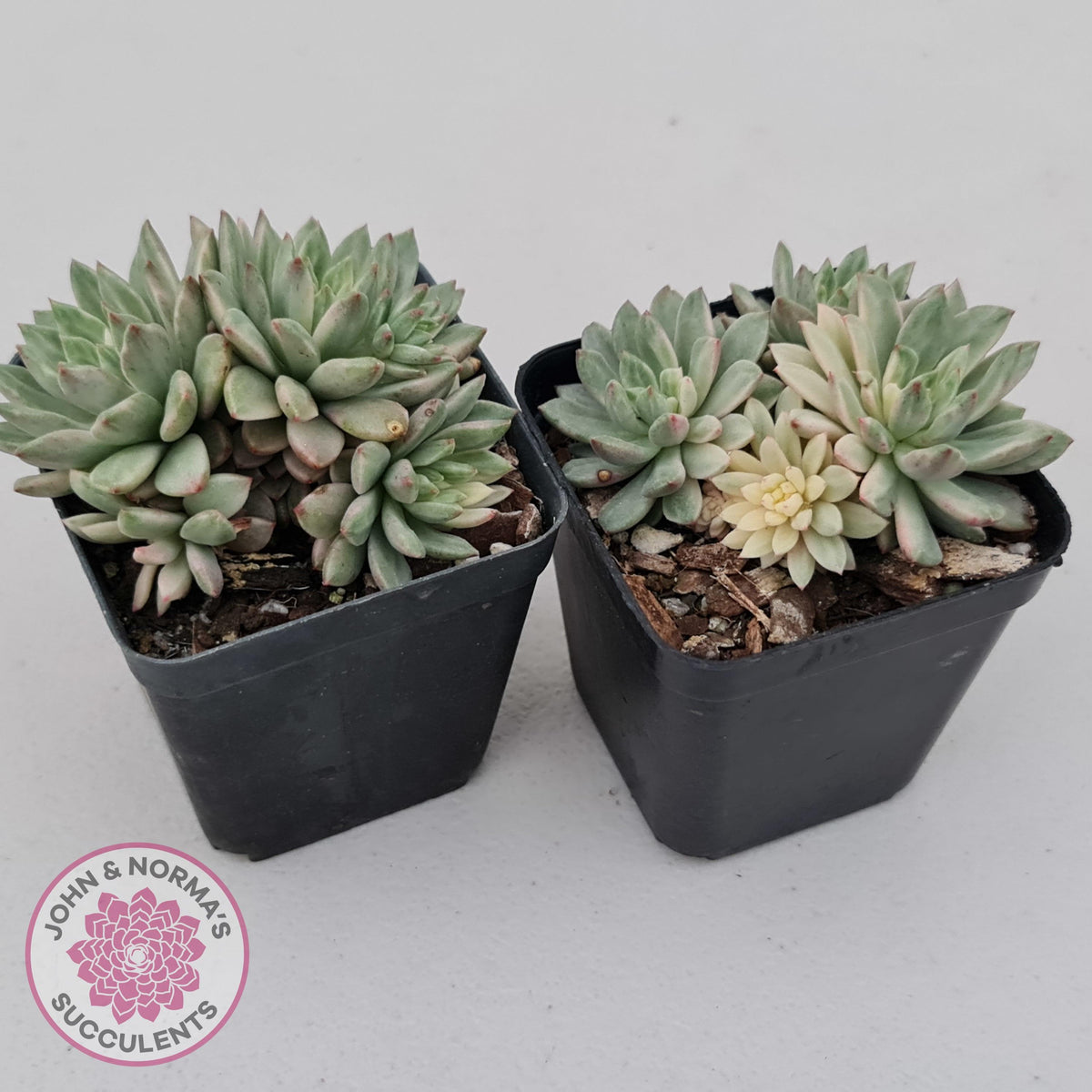 Echeveria Green Emerald variegata