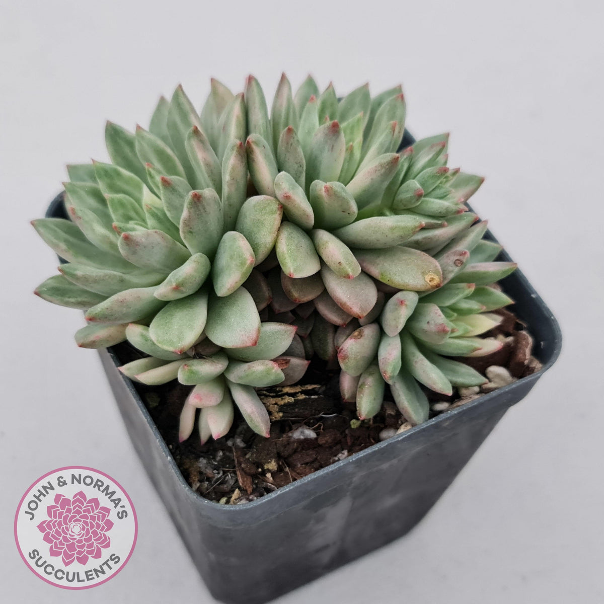 Echeveria Green Emerald variegata