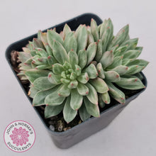 Load image into Gallery viewer, Echeveria Green Emerald variegata - John &amp; Norma&#39;s Succulents
