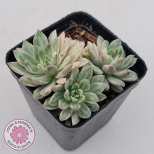 Load image into Gallery viewer, Echeveria Green Emerald variegata - John &amp; Norma&#39;s Succulents
