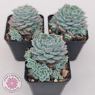Echeveria Halbingeri