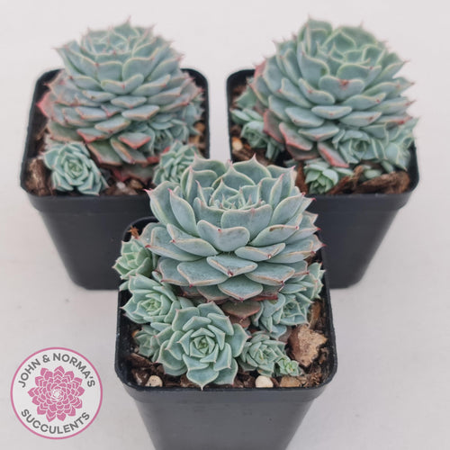 Echeveria Halbingeri - John & Norma's Succulents