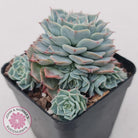 Echeveria Halbingeri