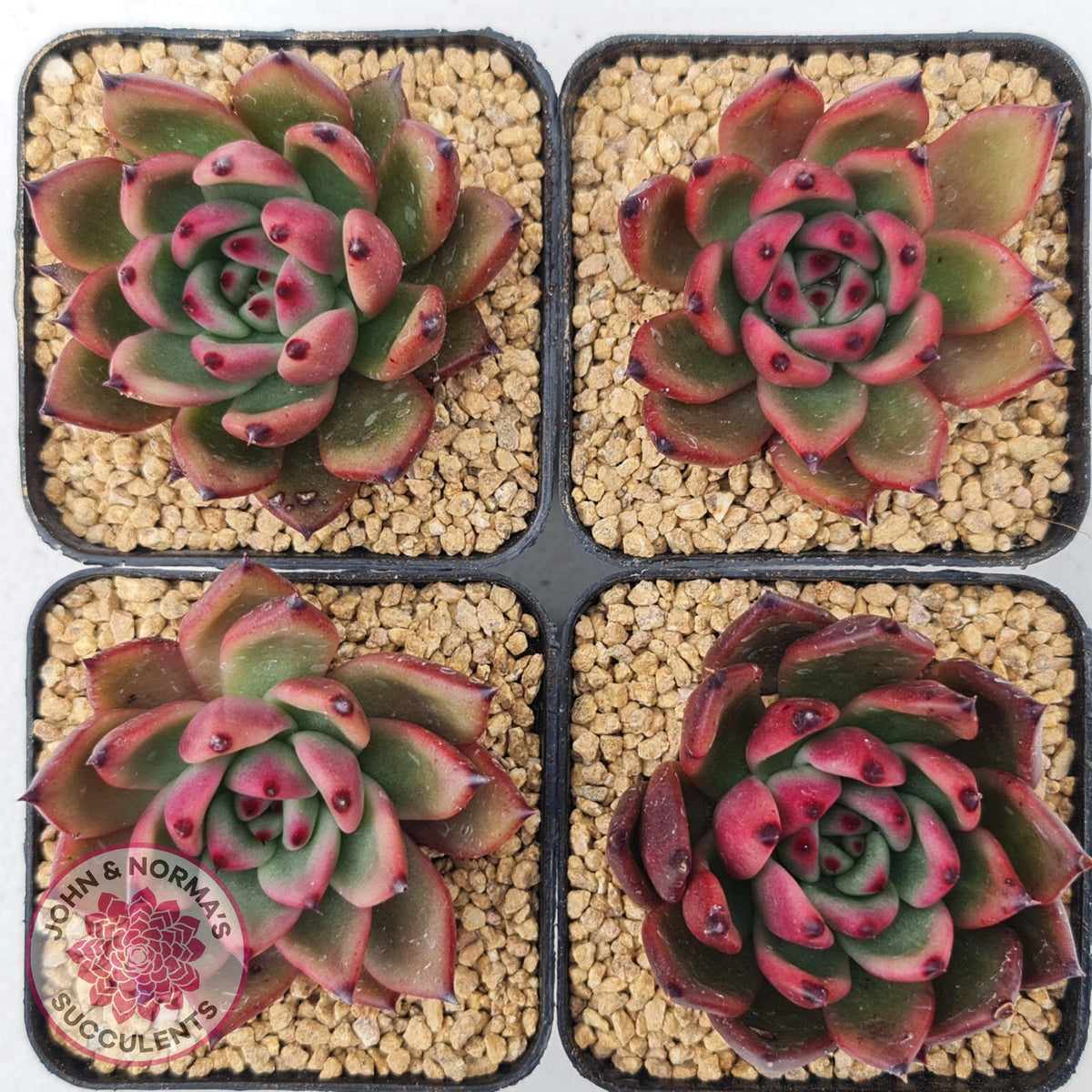 Echeveria Honey Pink