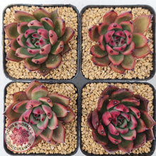 Load image into Gallery viewer, Echeveria Honey Pink - John &amp; Norma&#39;s Succulents
