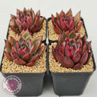Echeveria Honey Pink