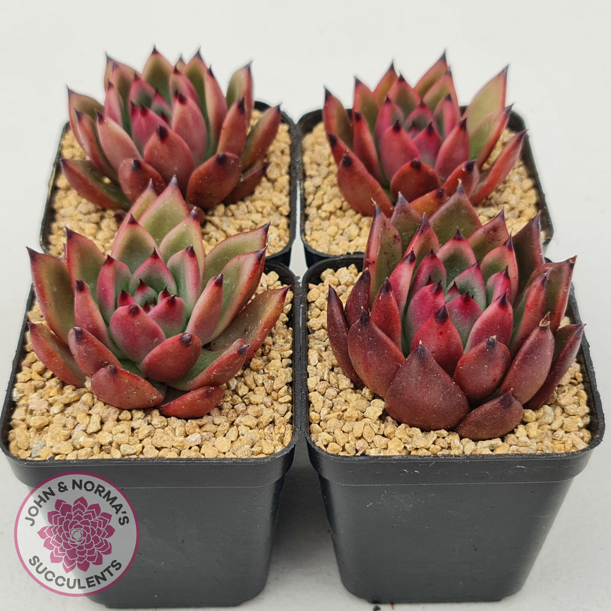 Echeveria Honey Pink