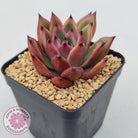 Echeveria Honey Pink