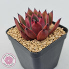 Echeveria Honey Pink
