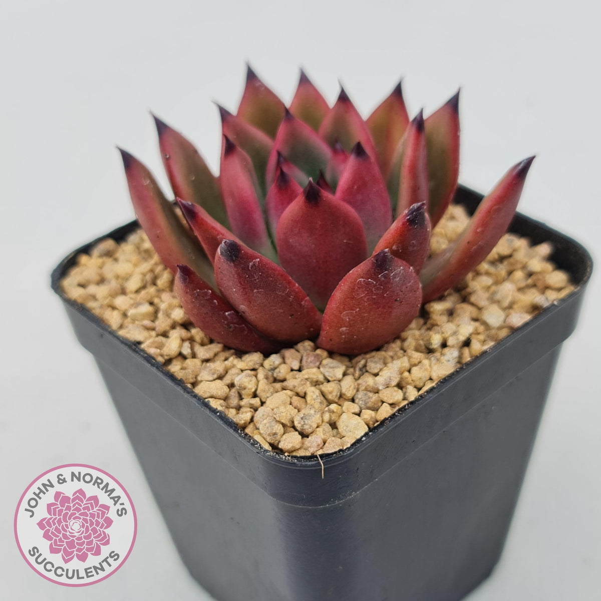 Echeveria Honey Pink
