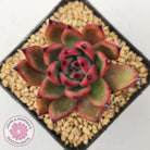 Echeveria Honey Pink