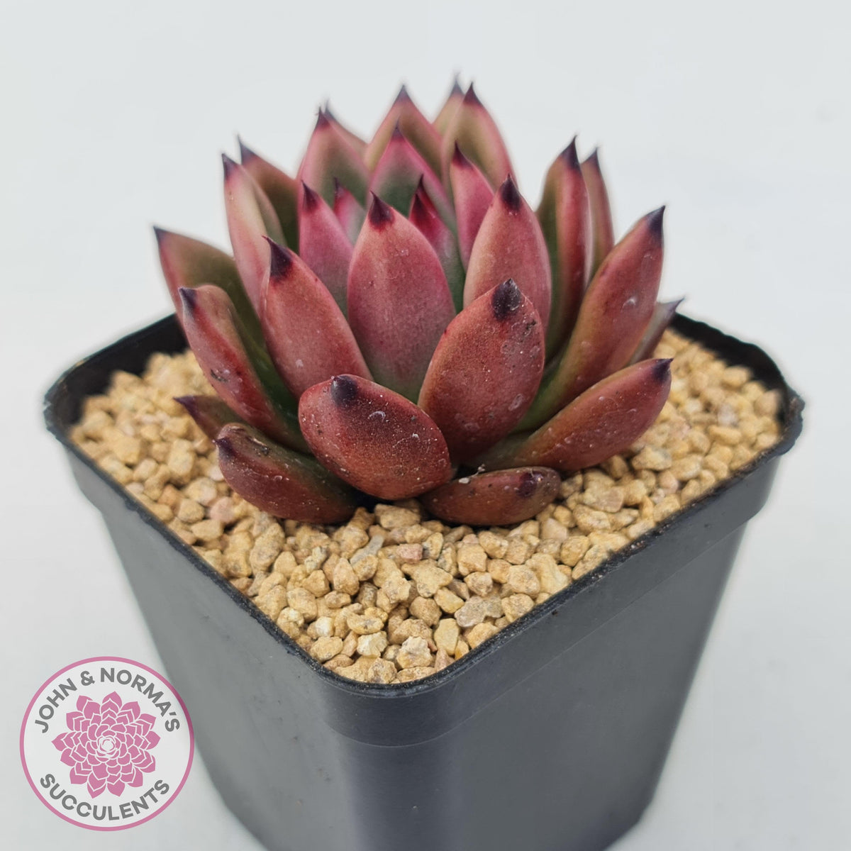 Echeveria Honey Pink