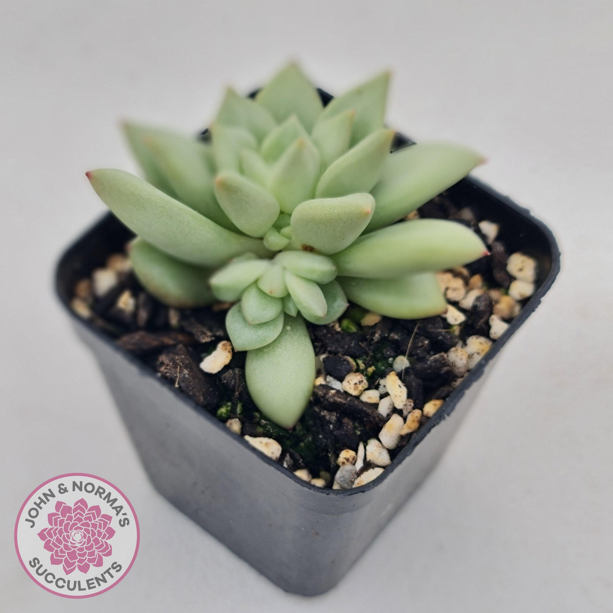 Echeveria JC Van Keppel