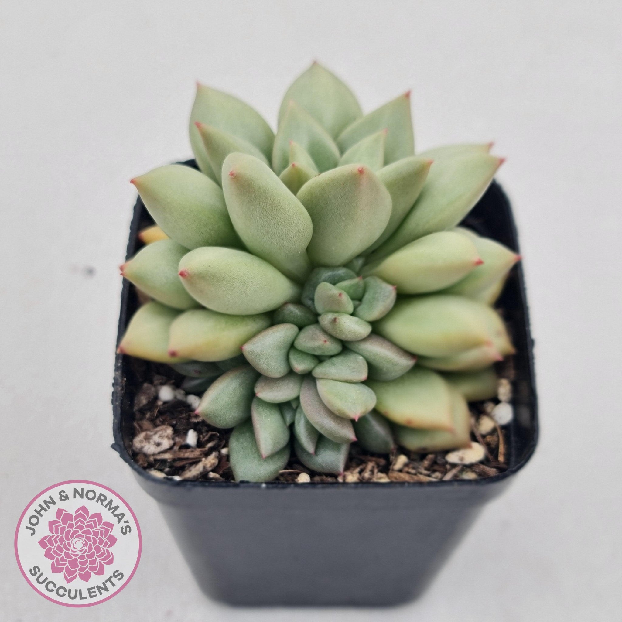 jc succulents Buy Echeveria JC Van Keppel Australia