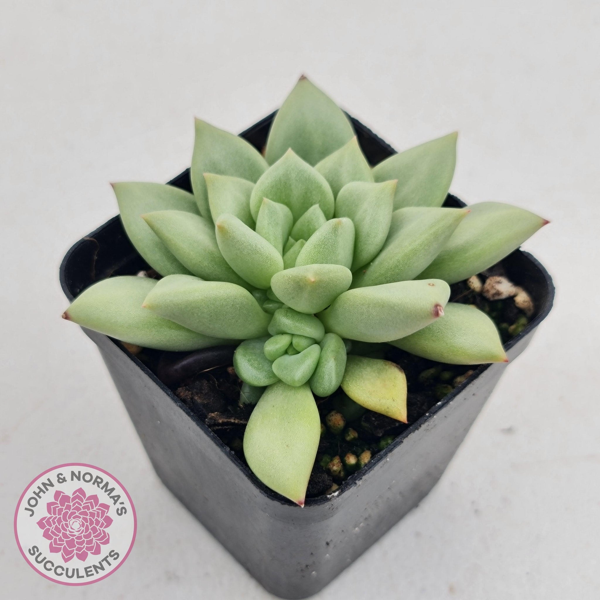 jc succulents Buy Echeveria JC Van Keppel Australia