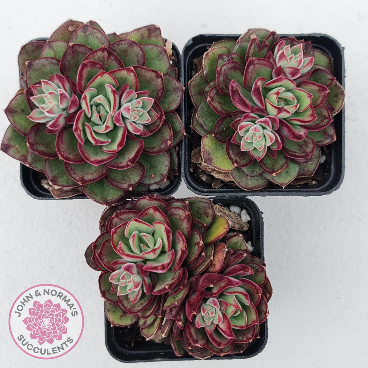 Echeveria 'Joan Daniel'