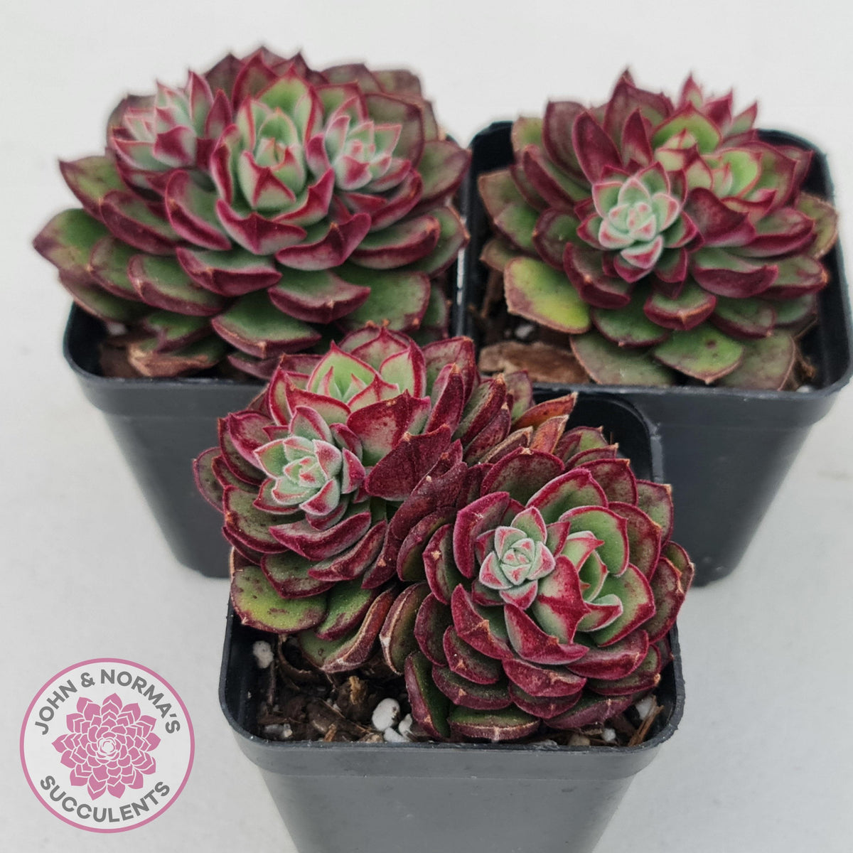Echeveria 'Joan Daniel'