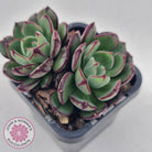 Echeveria 'Joan Daniel'