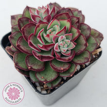 Load image into Gallery viewer, Echeveria Joan Daniels - John &amp; Norma&#39;s Succulents
