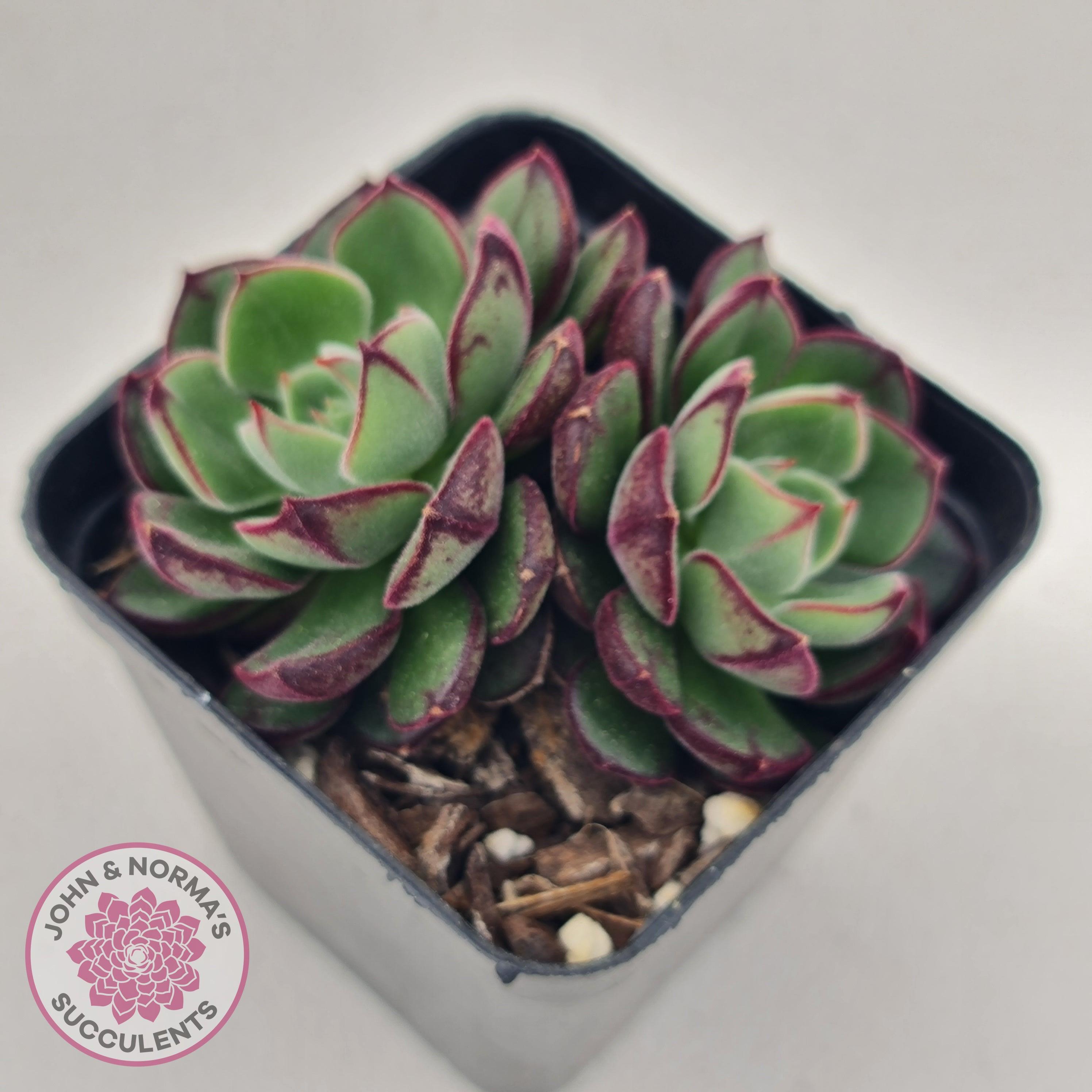 joann succulents Buy Echeveria 'Joan Daniel' Australia