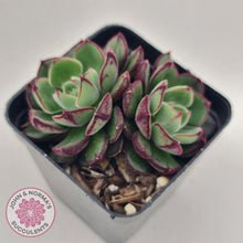 Load image into Gallery viewer, Echeveria Joan Daniels - John &amp; Norma&#39;s Succulents
