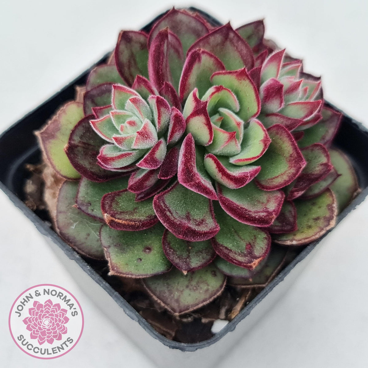 Echeveria 'Joan Daniel'