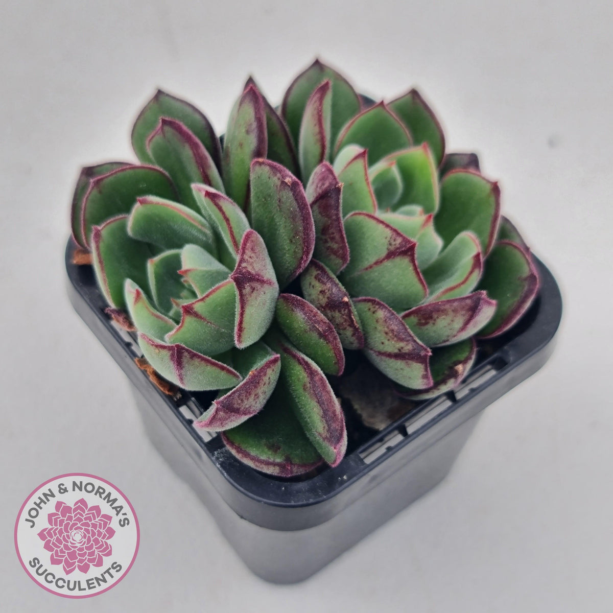 Echeveria 'Joan Daniel'