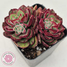 Echeveria 'Joan Daniel'