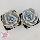 Echeveria Lilacina