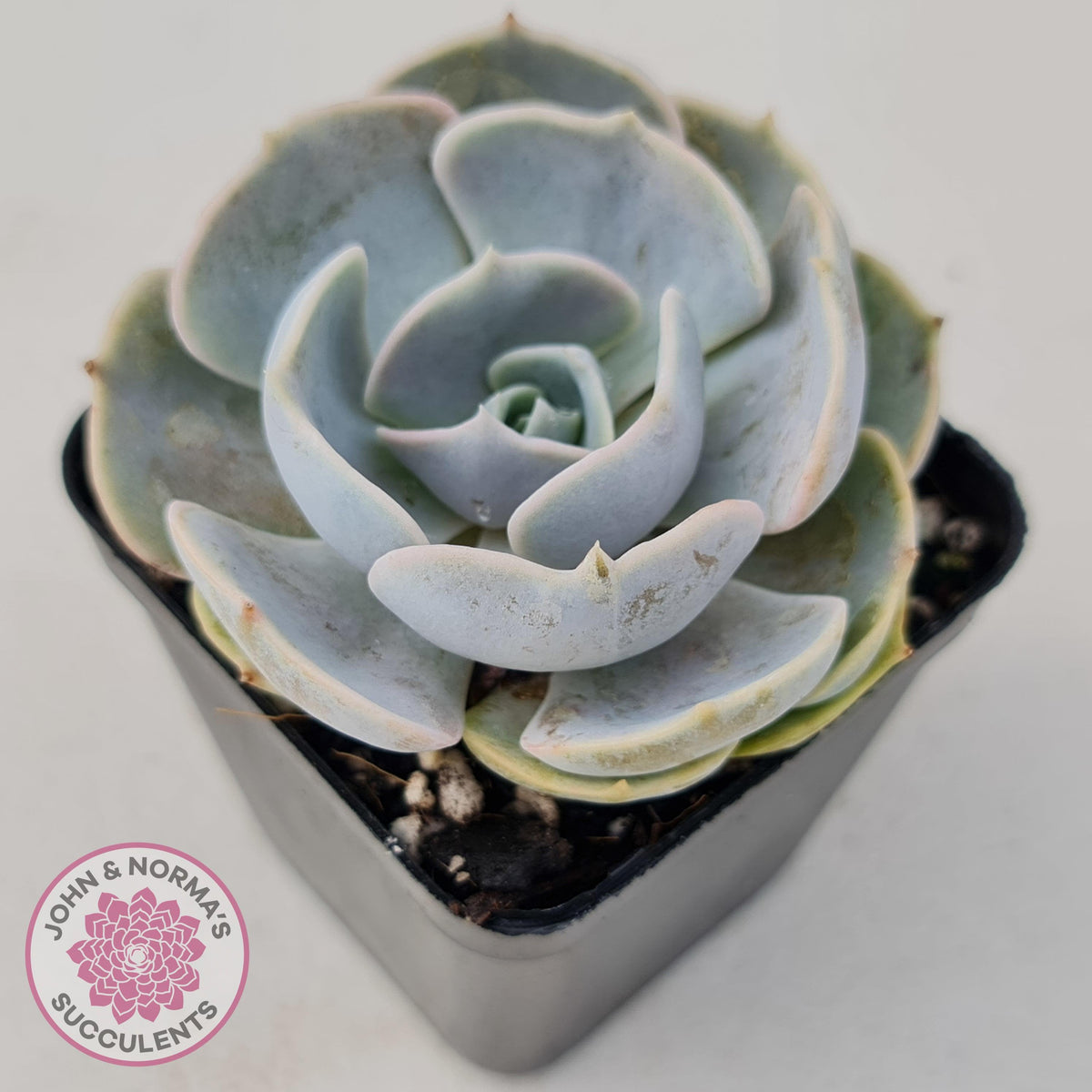 Echeveria Lilacina
