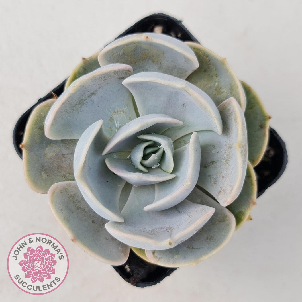 Echeveria Lilacina - John & Norma's Succulents